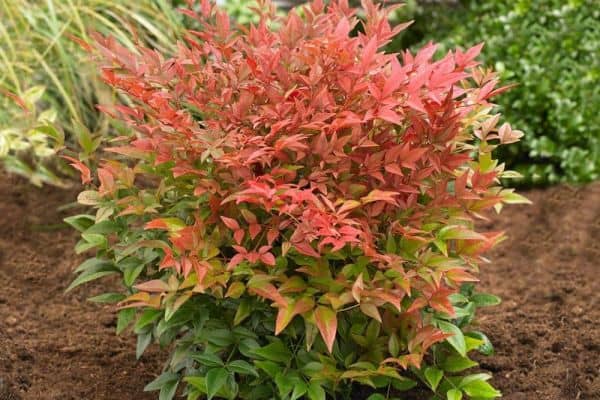 Obsession Nandina