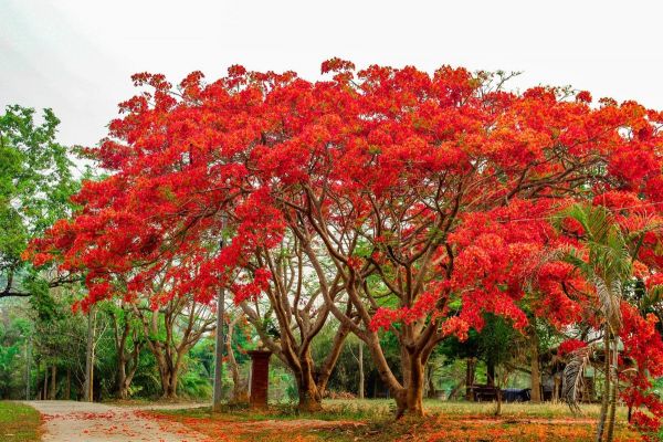 Orange Flowering trees