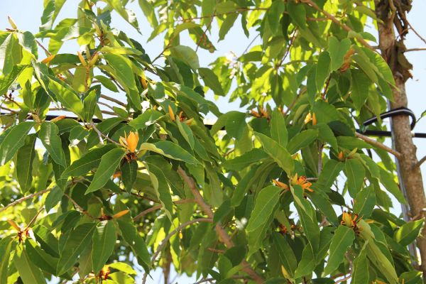 Orange champaca tree