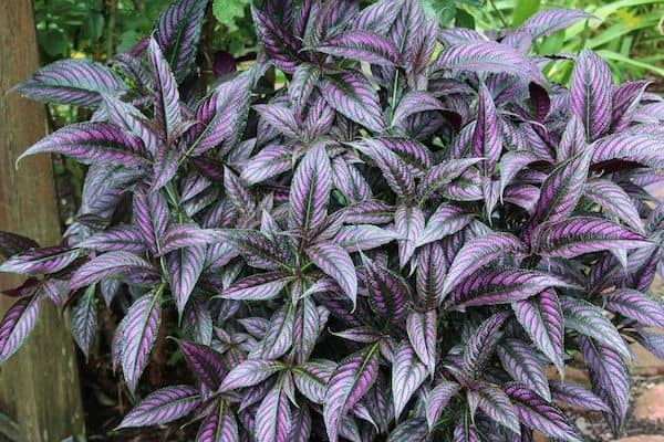 Persian shield (Strobilanthes atropurpurea)