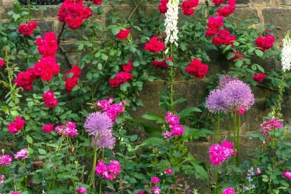 Pest-Repelling Companion Plants for Roses