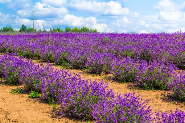 Plants That Thrive in Dry Conditions