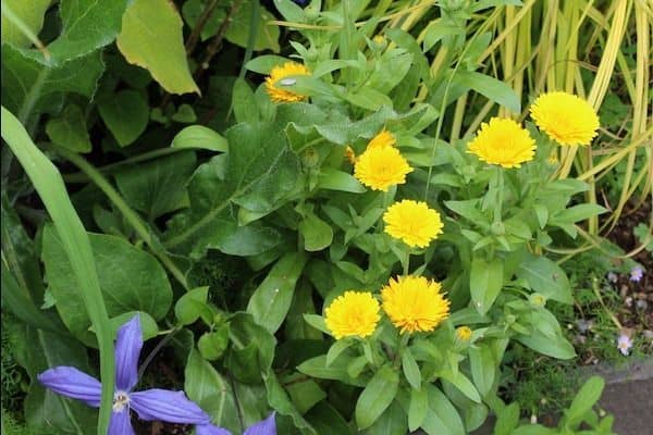 Pot marigold (Calendula officinalis)