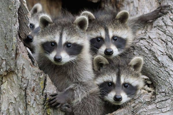 Raccoons