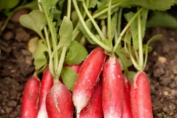 Radishes