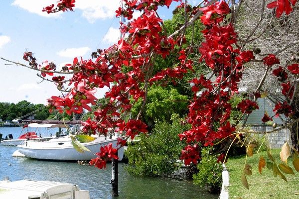 Red silk cotton tree