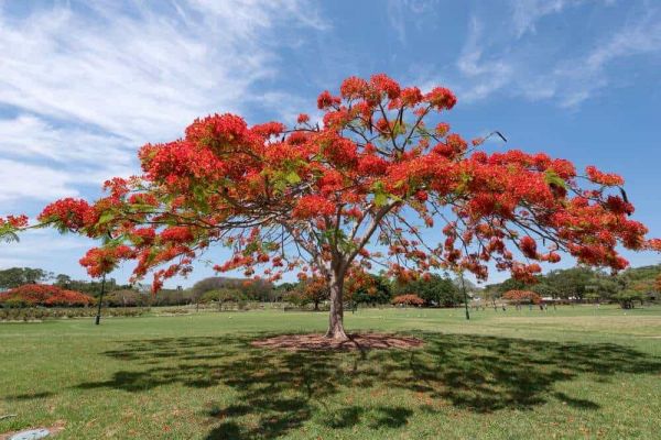 Royal Poinciana