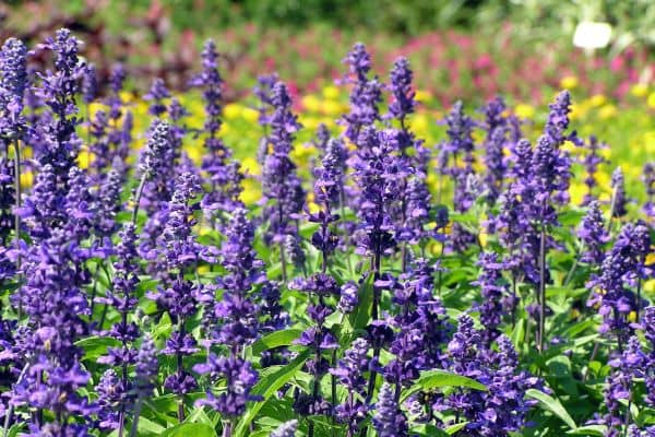 Salvias (Salvia coccinea, S. farinacea, S. leucantha, etc)