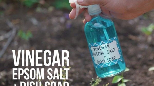 Vinegar Salt and Dish Soap