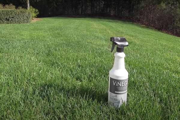 Vinegar in your lawn
