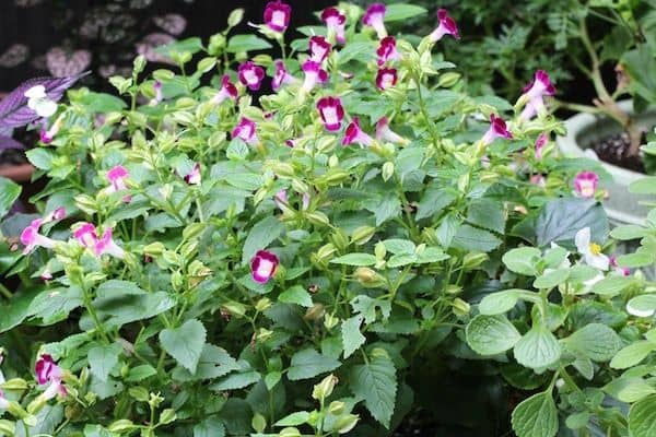 Wishbone flower (Torenia fournieri)