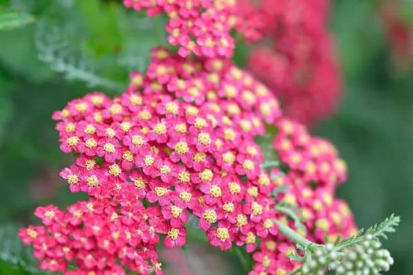 Yarrow