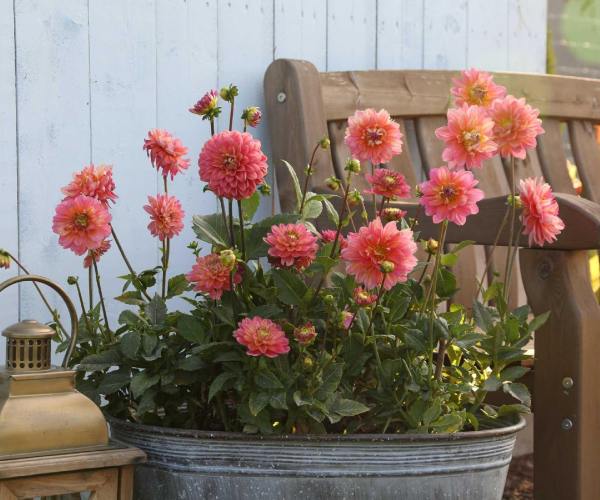 dahlias