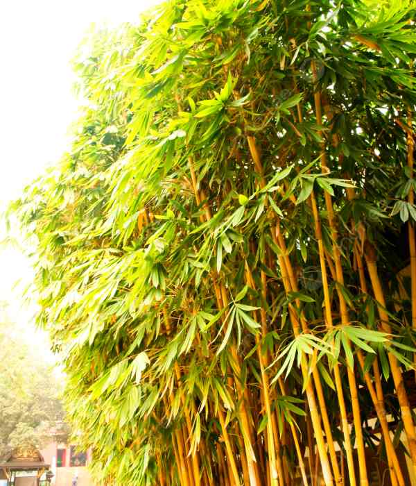 golden bamboo 