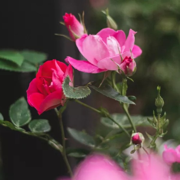 hybrid tea roses
