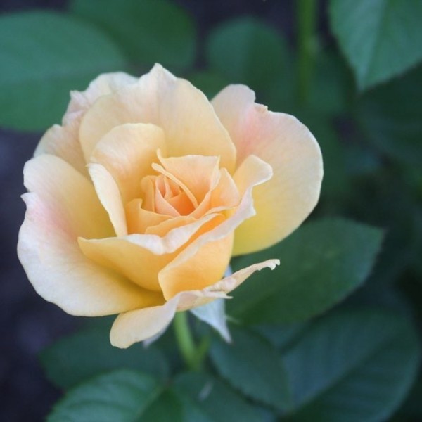 hybrid tea roses 