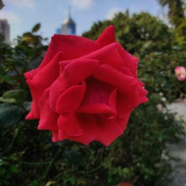 hybrid tea roses 