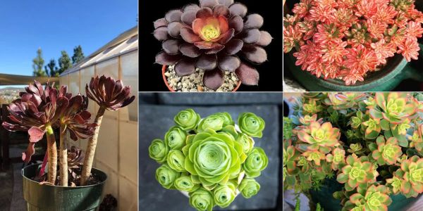 Aeonium is a group of about 35 species of small to medium-sized subtropical succulents