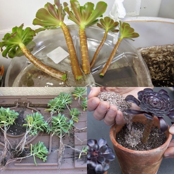 Aeonium plants can be propagated either from seed, offsets or side rosettes, or by cuttings