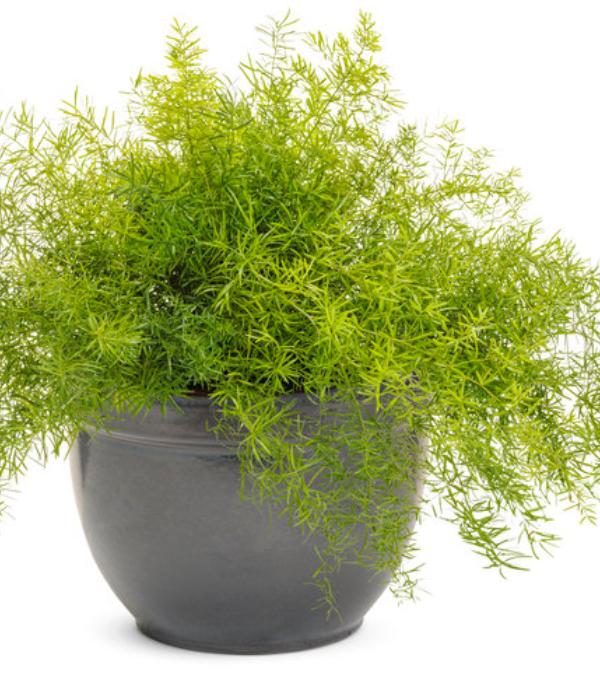 Asparagus fern