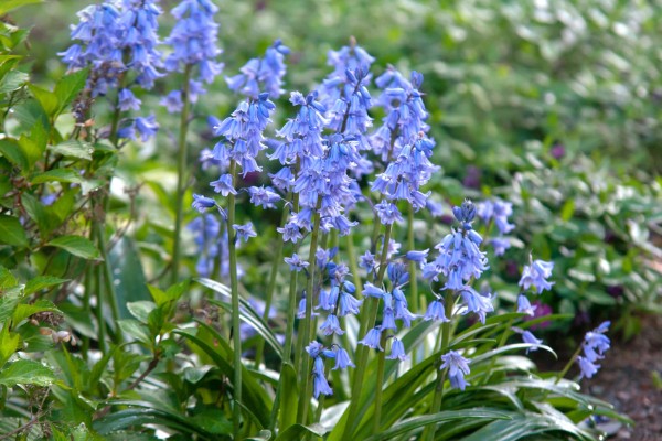 Bluebell