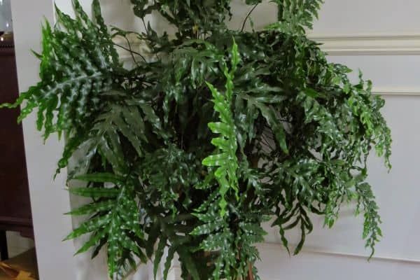 Care for a Kangaroo Fern