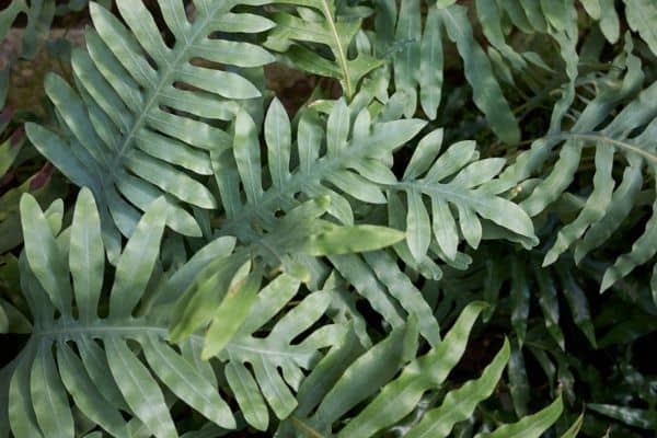 Care for a Kangaroo Fern