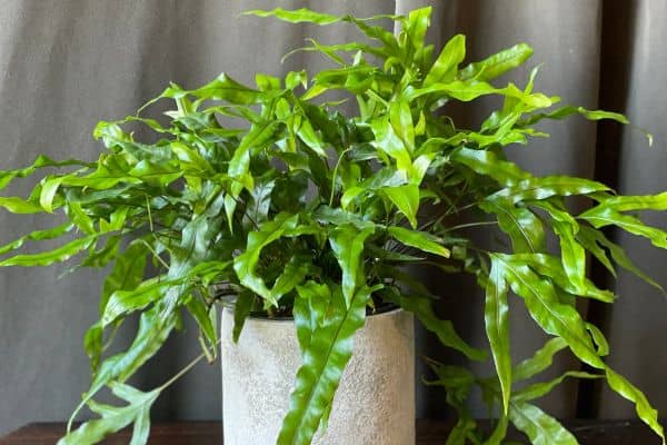 How to Care for a Kangaroo Fern – A Simple Guide - Therapy for Homes