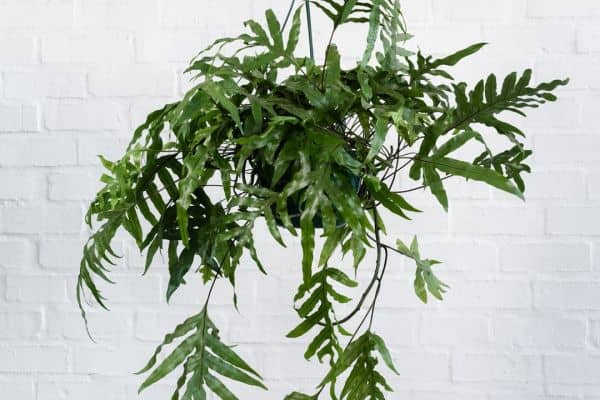 How to Care for a Kangaroo Fern – A Simple Guide - Therapy for Homes