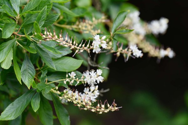 Clethra are summer-flowering shrubs