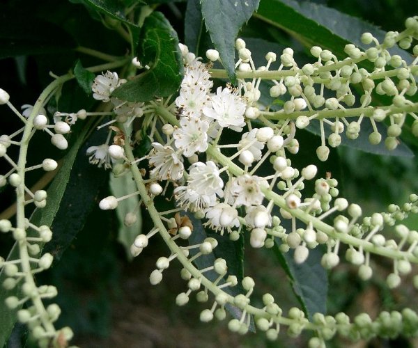 Clethra can still bloom well in shady spots