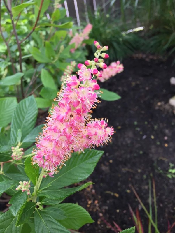 Clethra is best known for its fragrant flowers, which add a delightful scent to any garden