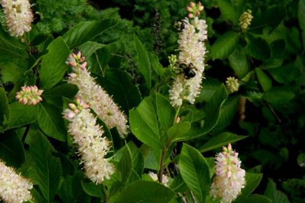 Growing and Care Tips for Clethra