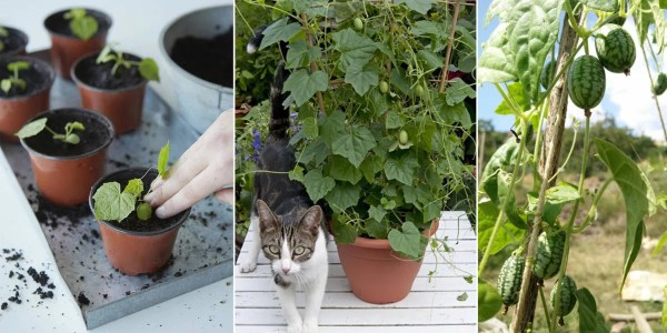 Cucamelon can easily grow in containers