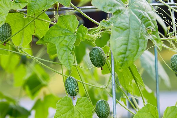 Cucamelon is a vine that needs a trellis to climb as it grows