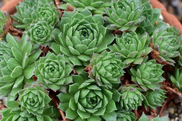 Hens and Chicks Plants