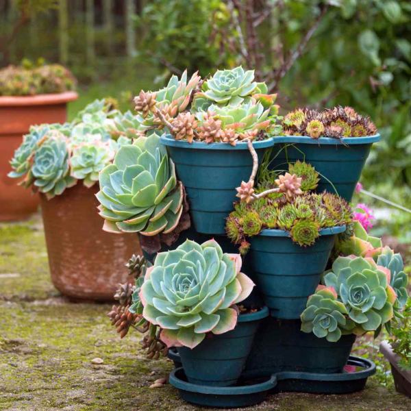 Hens and Chicks could plant in garden and containers