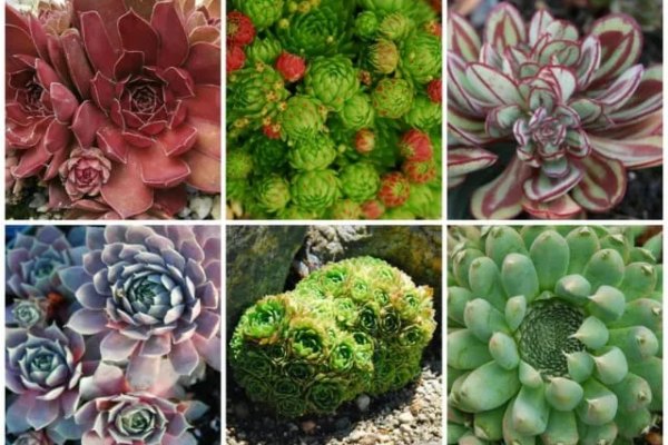 Hens and Chicks have different varities