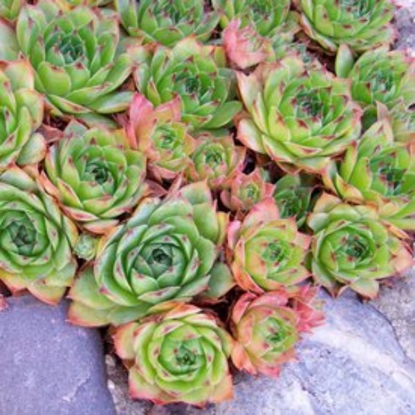 Hens and Chicks is scientifically known as Sempervivum spp