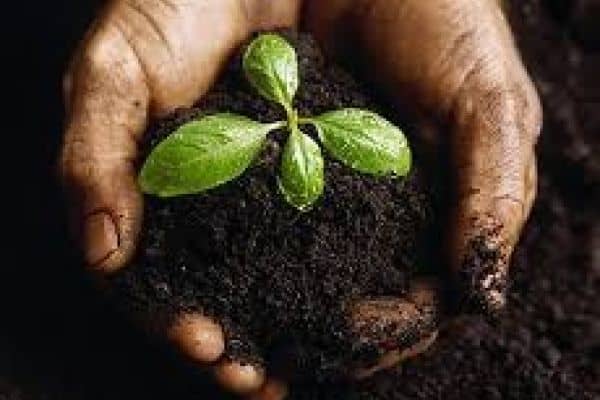 Improve Your Soil Quality