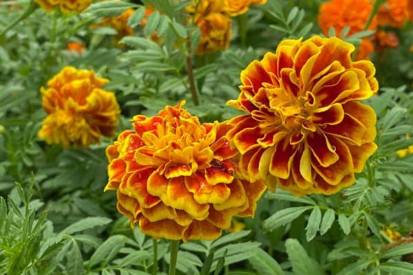 Marigolds