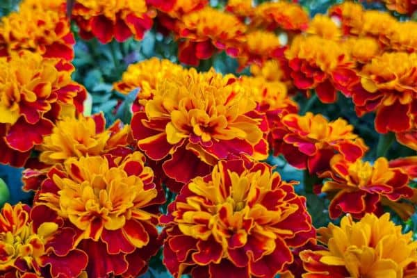 Marigolds