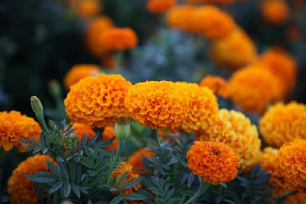 Marigolds