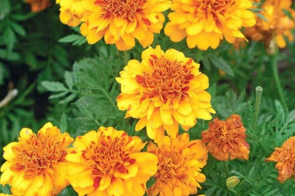 Marigolds