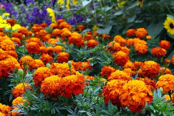 Marigolds