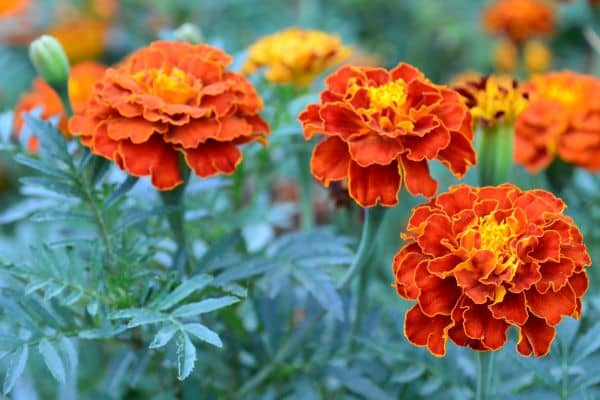 Marigolds