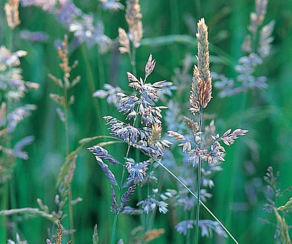 Meadow Grasses produces a yellow-green flower head that is triangular, featuring branched spikelets