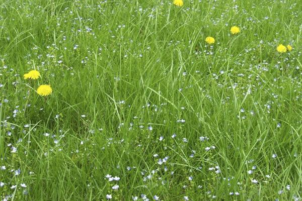 Meadow Grasses