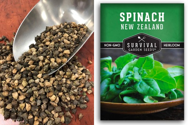 New Zealand Spinach can be propagated through seed and cutting leaf