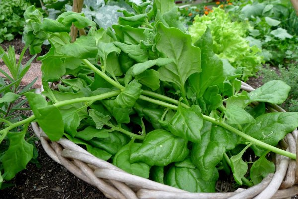 New Zealand Spinach is a hardy leafy green vegetable with wonderful nutrition